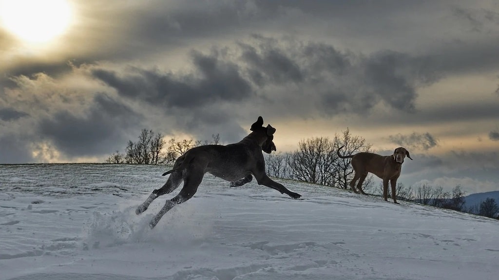 L'importance des soins cicatrisants pour la peau des chiens