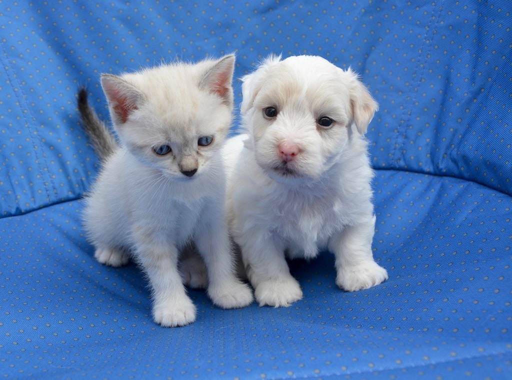 Conseils pour gérer la digestion de votre chien ou chat